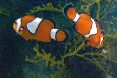 Orange-Ringelfisch-1.jpg